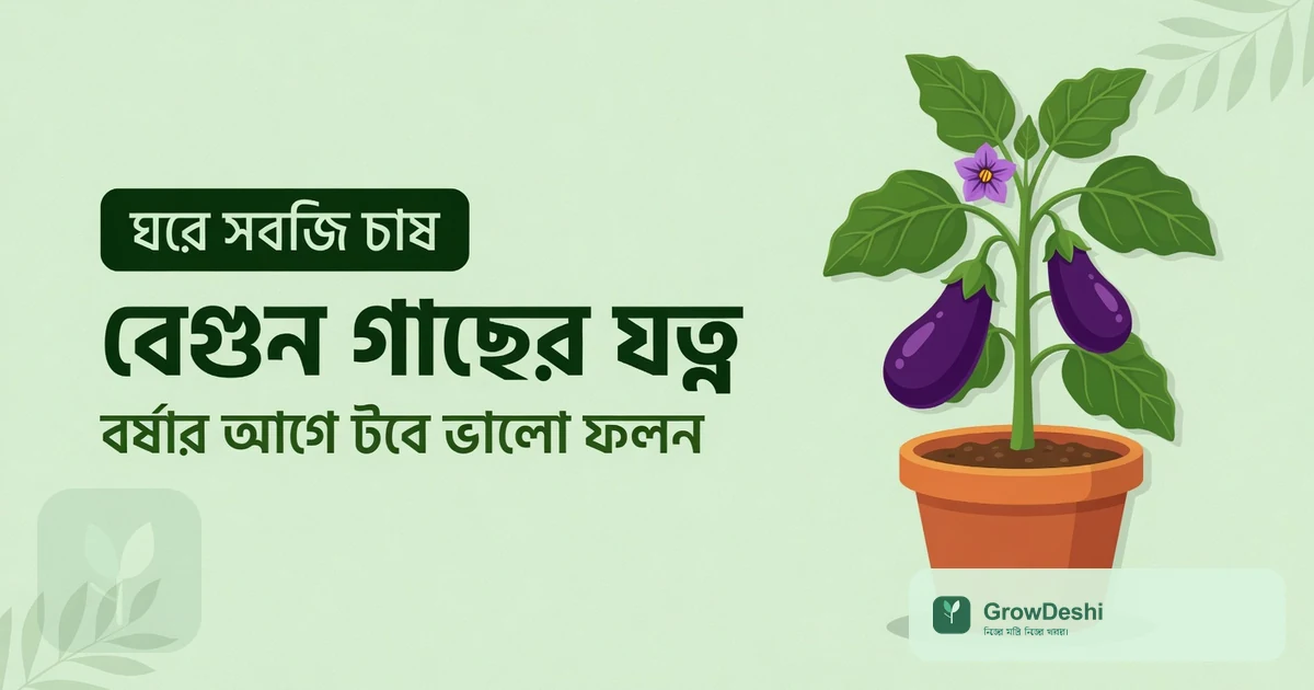বর্ষার আগে বেগুন গাছের যত্ন