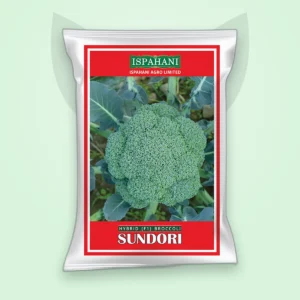 ব্রকলি হাইব্রিড বীজ — সুন্দরী (Broccoli F1 Seed)