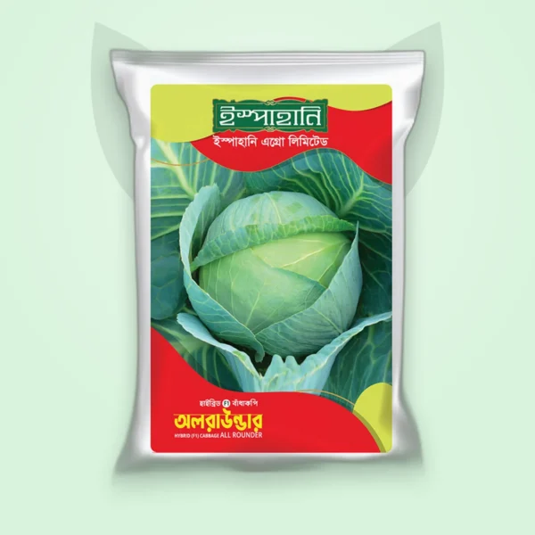 বাঁধাকপি হাইব্রিড বীজ — অল রাউন্ডার (Cabbage F1 Seed)