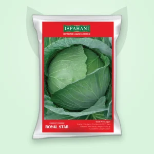 বাঁধাকপি হাইব্রিড বীজ — রয়েল স্টার (Cabbage F1 Seed)
