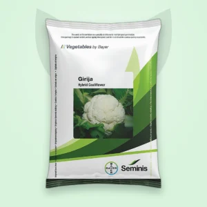 ফুলকপি হাইব্রিড বীজ — গিরিজা (Cauliflower F1 Seed)