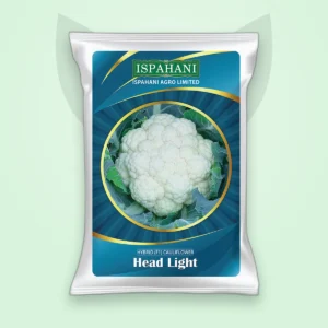 ফুলকপি হাইব্রিড বীজ — হেড লাইট (Cauliflower F1 Seed)
