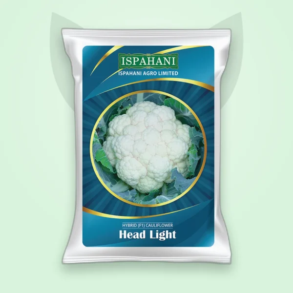 ফুলকপি হাইব্রিড বীজ — হেড লাইট (Cauliflower F1 Seed)