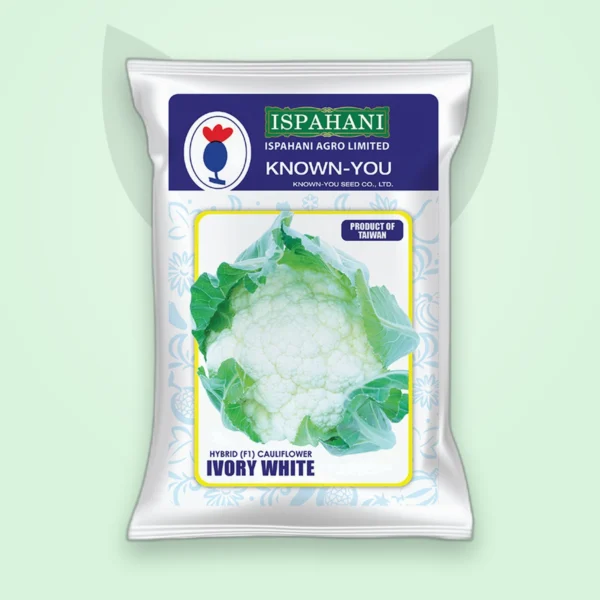 ফুলকপি হাইব্রিড বীজ — আইভরি হোয়াইট (Cauliflower F1 Seed)