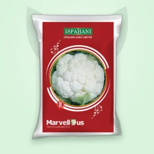 ফুলকপি হাইব্রিড বীজ — মার্ভেলাস CF-45 (Cauliflower F1 Seed)