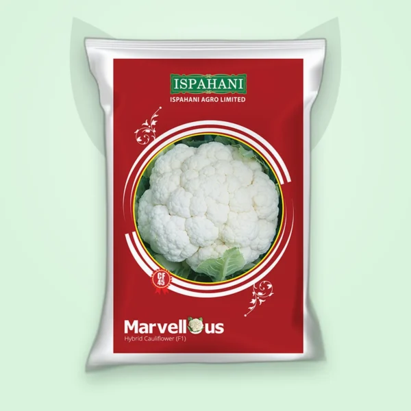 ফুলকপি হাইব্রিড বীজ — মার্ভেলাস CF-45 (Cauliflower F1 Seed)