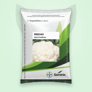 ফুলকপি হাইব্রিড বীজ — RS-5340 (Cauliflower F1 Seed)