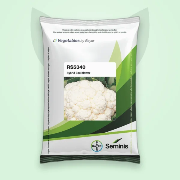 ফুলকপি হাইব্রিড বীজ — RS-5340 (Cauliflower F1 Seed)