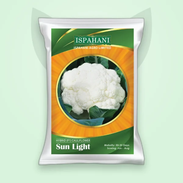 ফুলকপি হাইব্রিড বীজ — সান লাইট (Cauliflower F1 Seed)