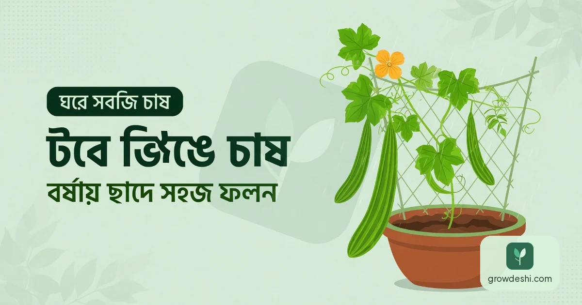 টবে ঝিঙে চাষ: বর্ষায় ছাদে-বারান্দায় সহজ ফলন — GrowDeshi
