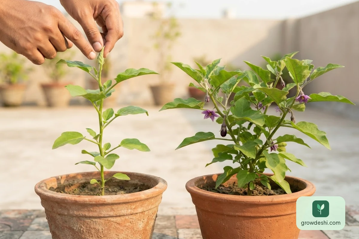 টবে বেগুন চাষ — একটি গাছ, দুই বছর ফলন — GrowDeshi