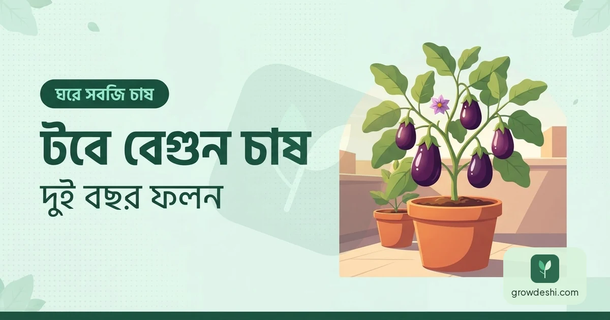 টবে বেগুন চাষ — একটি গাছ, দুই বছর ফলন — GrowDeshi