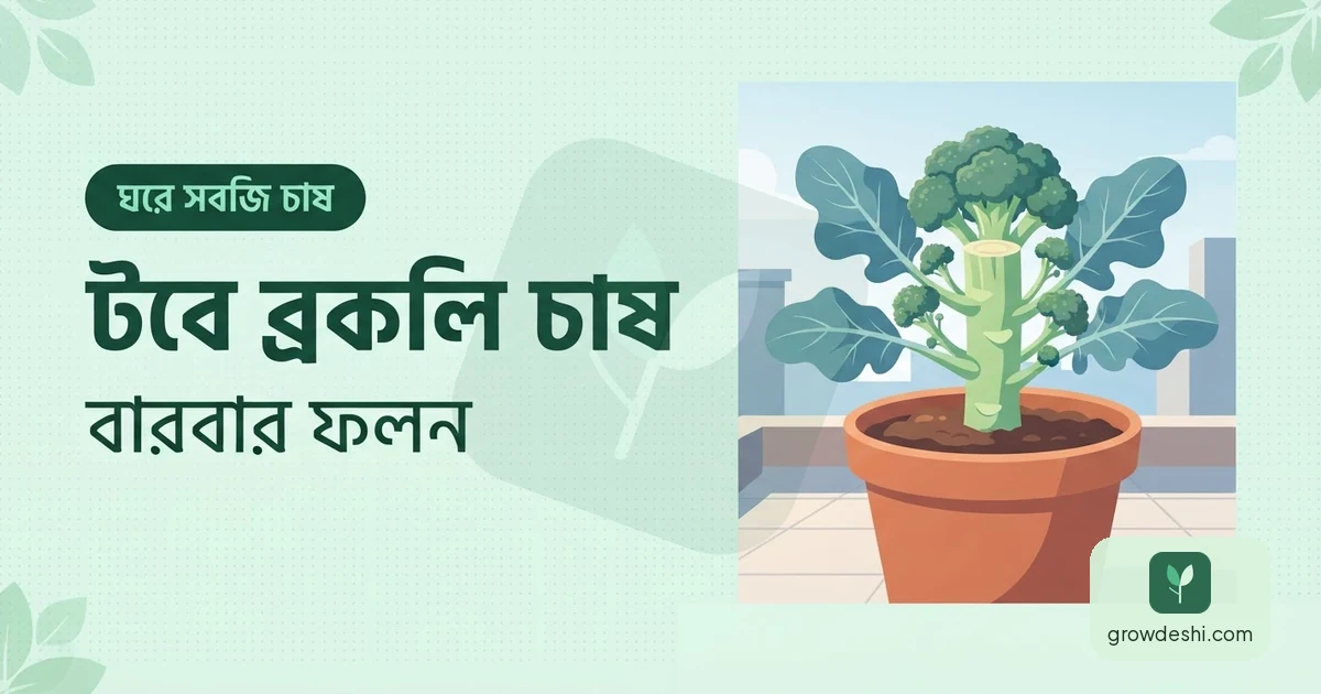 টবে ব্রকলি চাষ — প্রধান মাথা কাটার পরও ফসল আসে — GrowDeshi
