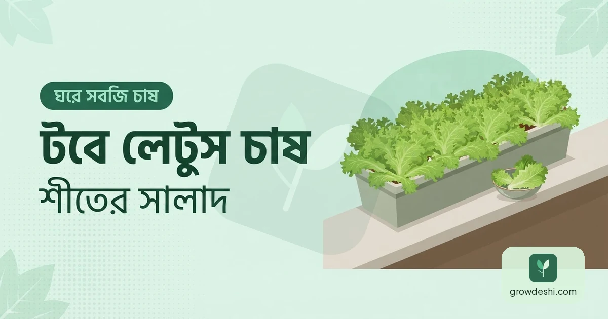 টবে লেটুস চাষ — শীতেই একমাত্র সময় — GrowDeshi